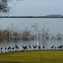 Birds in the Jardin Rinconada (25 kilometers south of Culiacán)